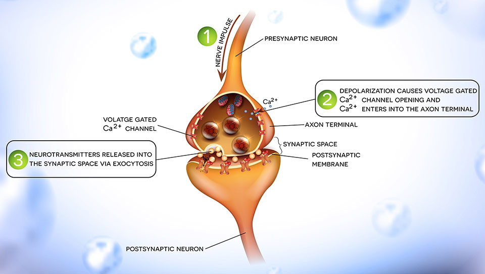 Influx of Calcium Ions Cause Neurotransmitter Release