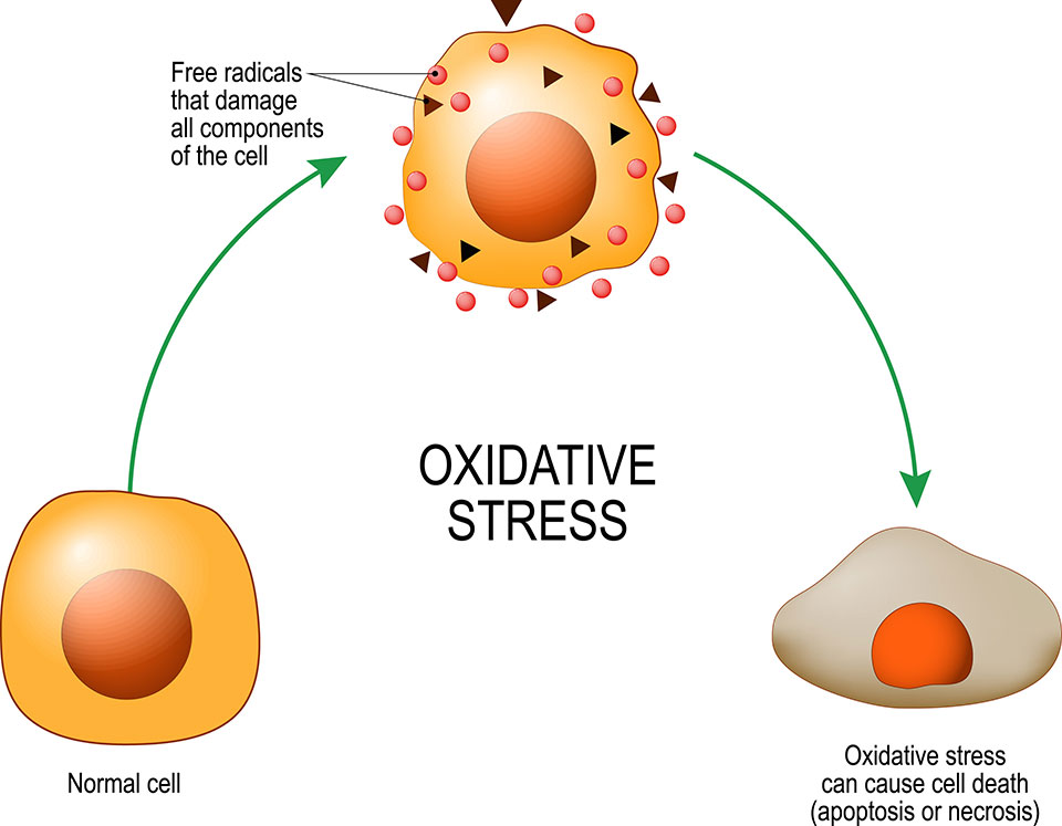 Oxidative Stress Harms Cells
